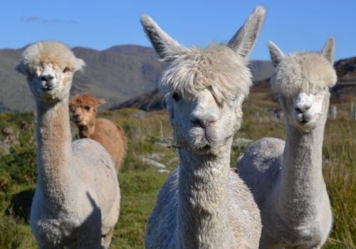 Three alpacas standing in a hillside field above Kenmare